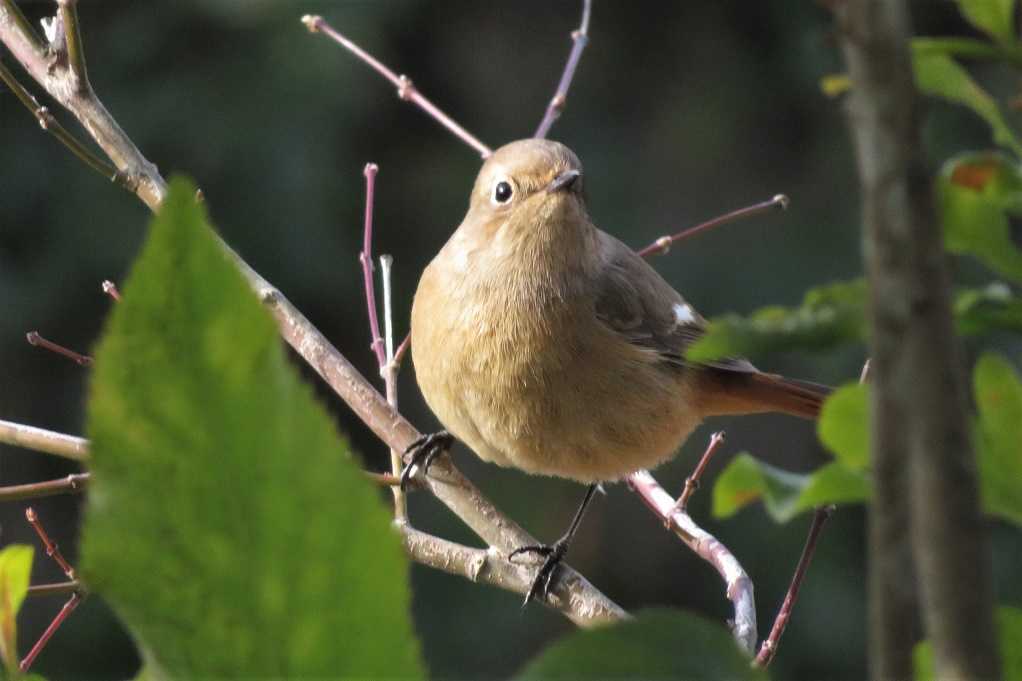 515