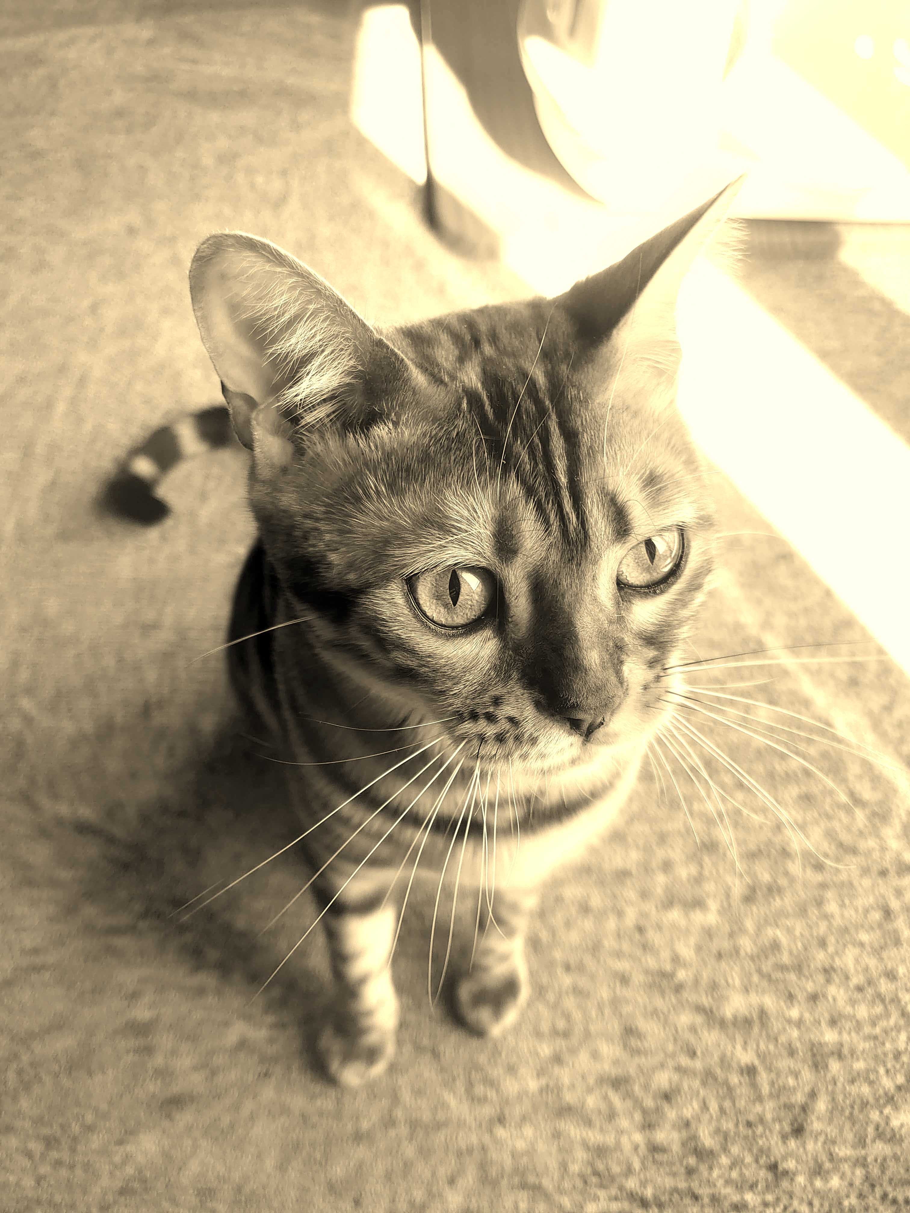 平屋のお家と猫