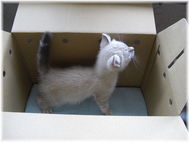 我が家にやって来た時の茶々丸