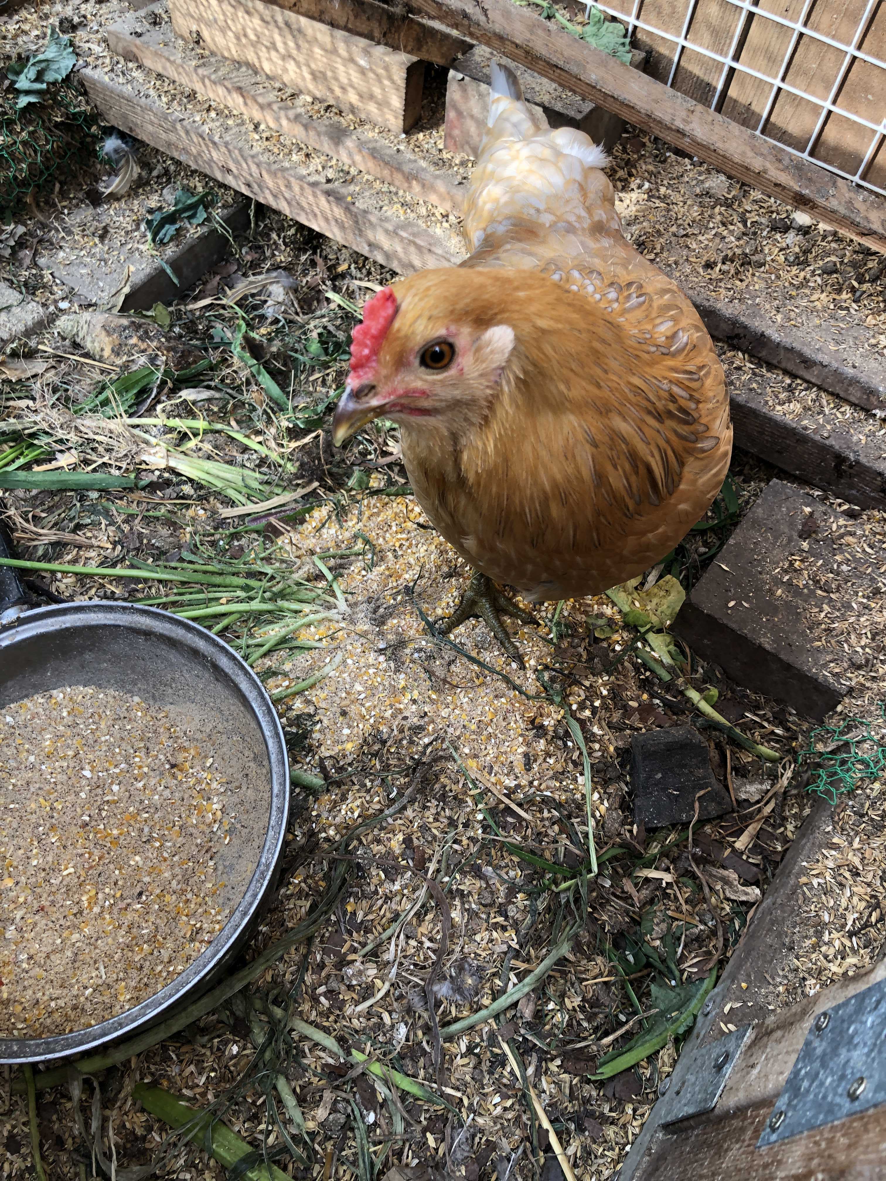 ニワトリ Youchanの休日の遊び方 楽天ブログ