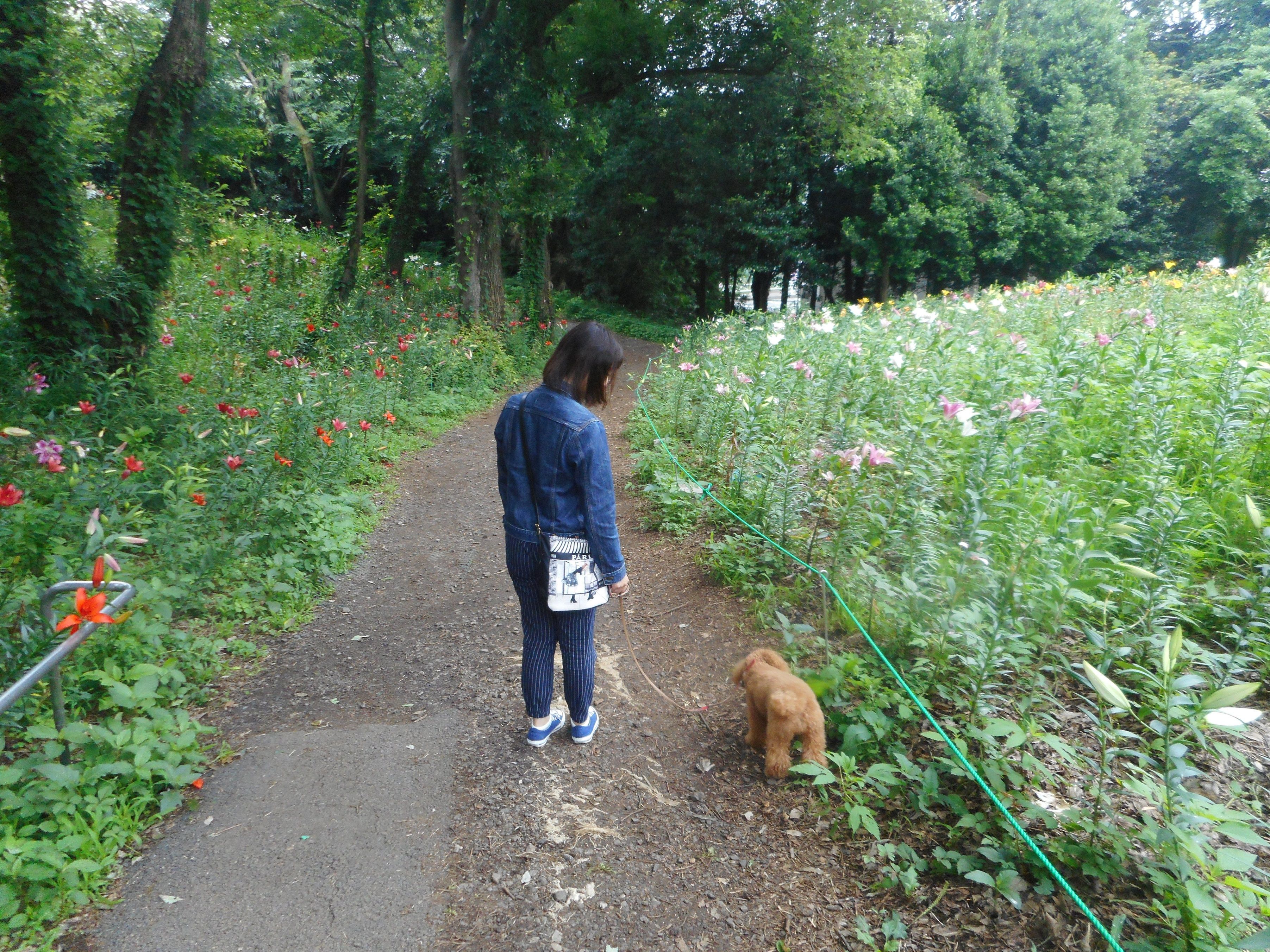 ところざわのゆり園に行ってきました トイプー ココアの成長日記 楽天ブログ