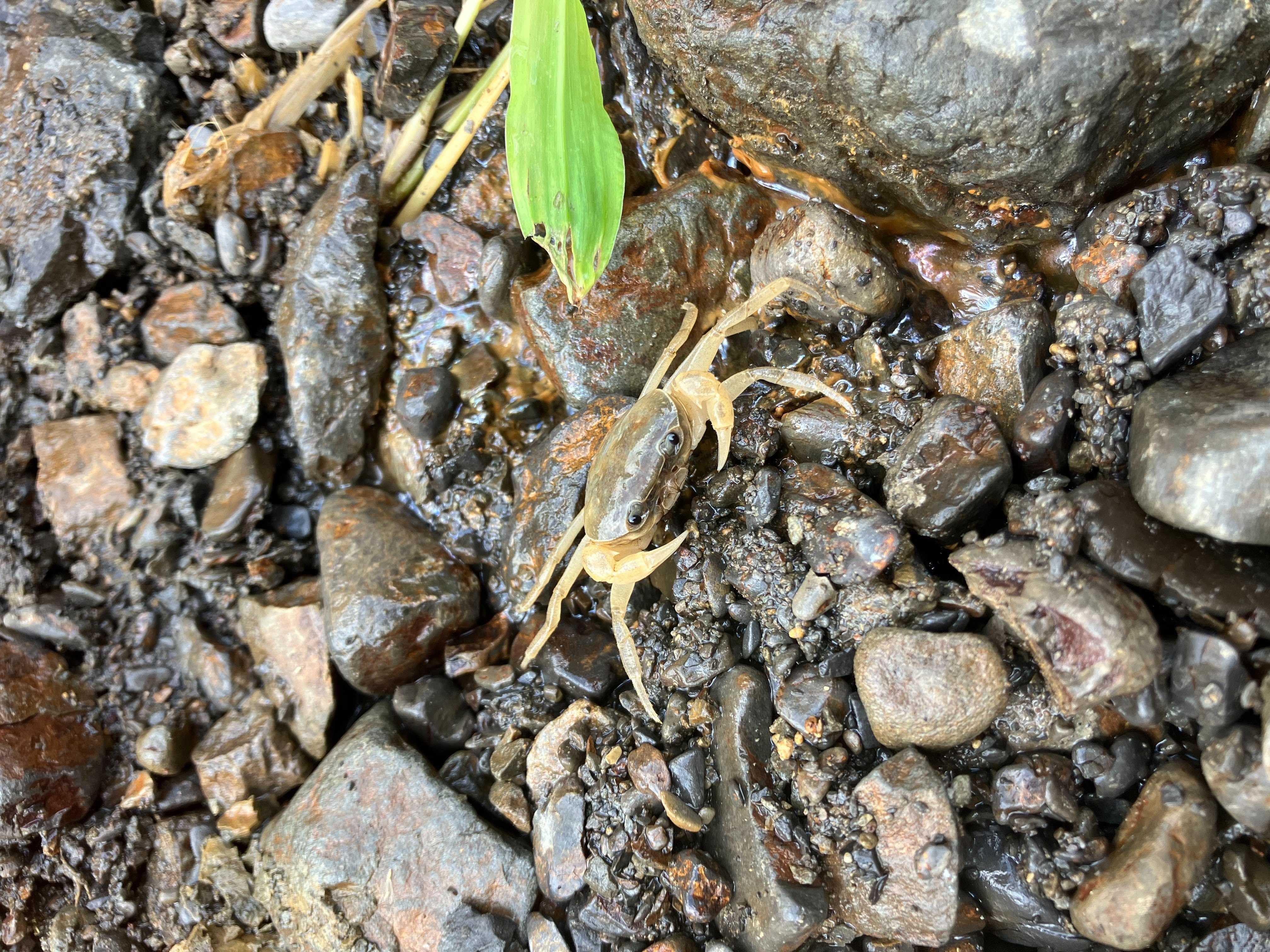千葉県酪農のさと近くの丸山川 カニがいた