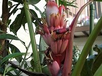誕生花のないバナナの花言葉 風格 太古から栽培されている熱帯果実 弥生おばさんのガーデニングノート 花と緑の365日 楽天ブログ
