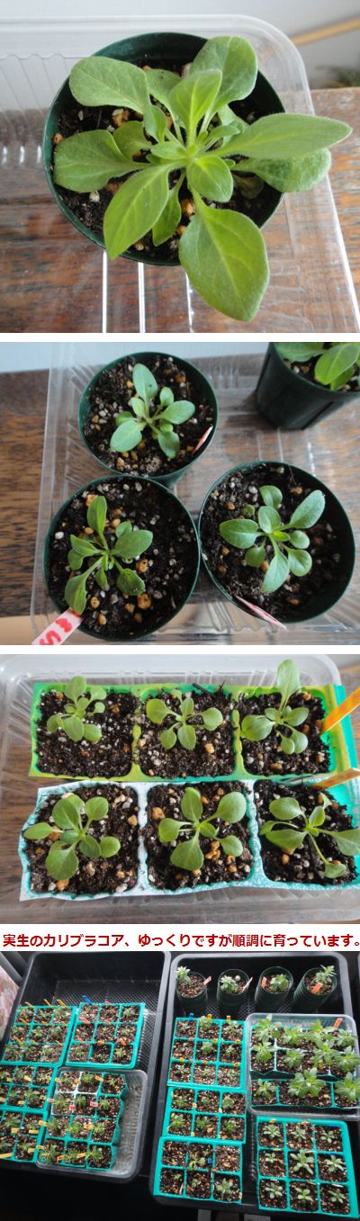 すでに移植済みのペチュニア