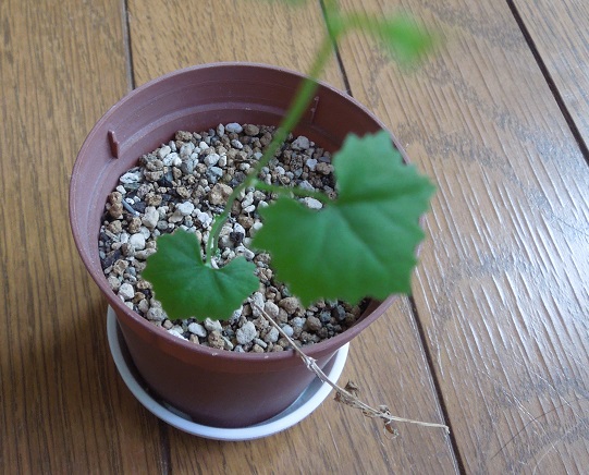 イベルビレア5-28-1