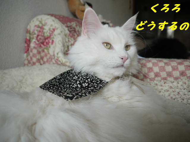 P1250555.JPG