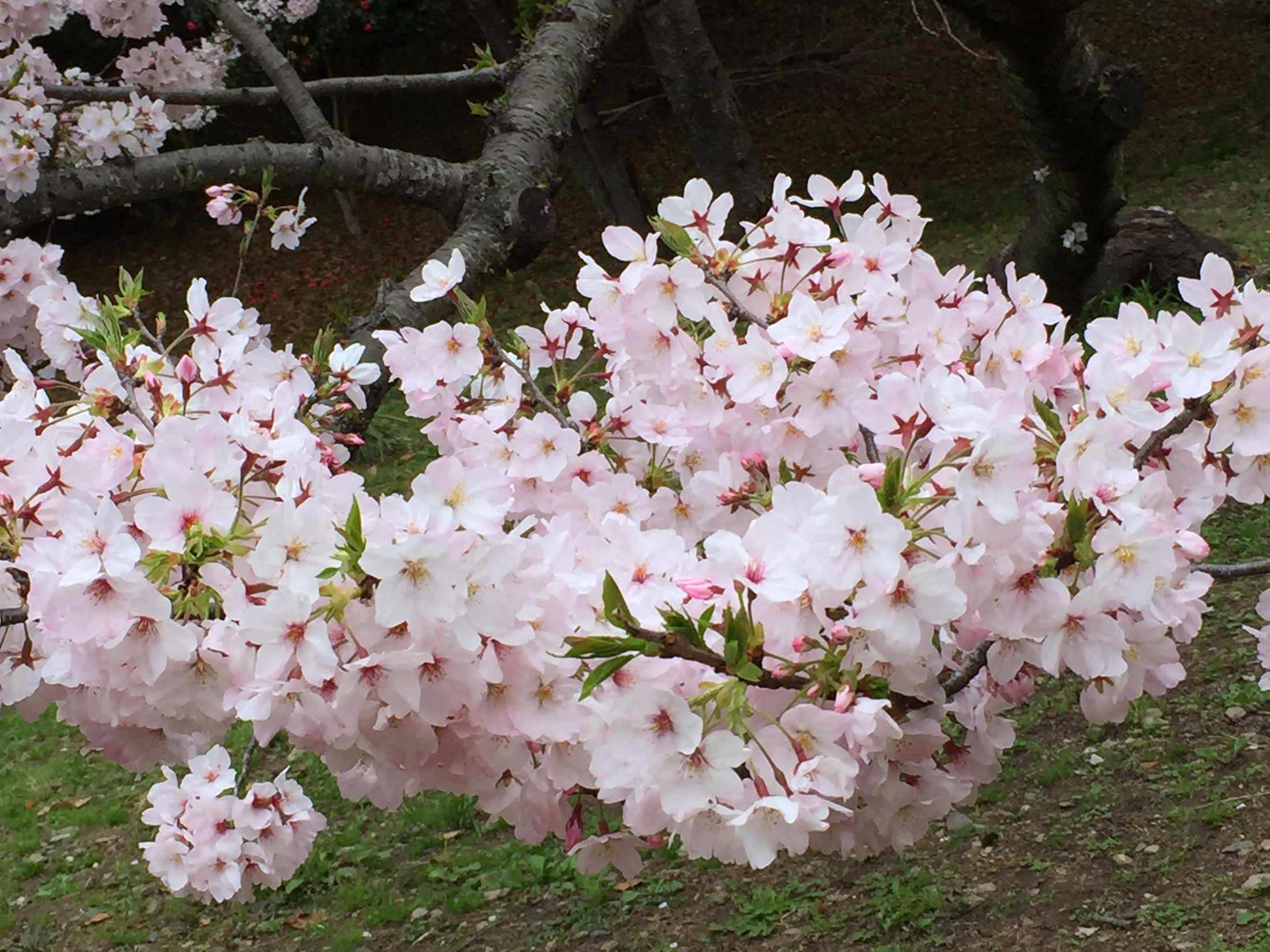 ４・０３　徳島中央公園3.jpg