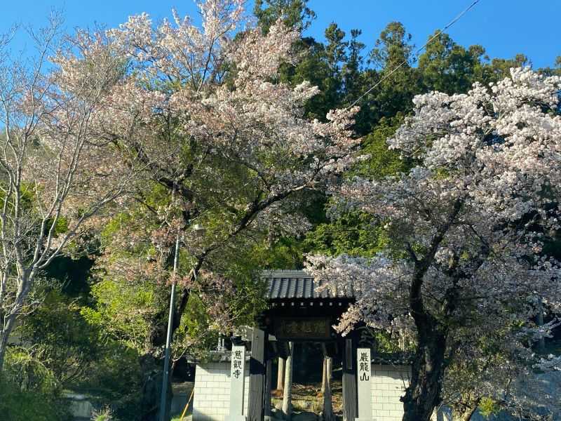 岩竜山慈観寺（身延町道）の春 | 醍醐山と下部（しもべ）温泉 - 楽天ブログ