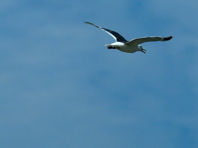 カモメ　7.24　2016　ｐ