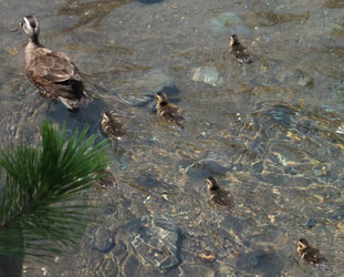Spot-billed duck1