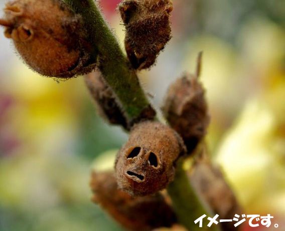 美しき華 金魚草 から生まれる地獄の花 髑髏 ネバーランドマガジン 楽天ブログ