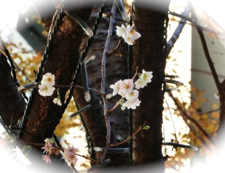 桜.jpg