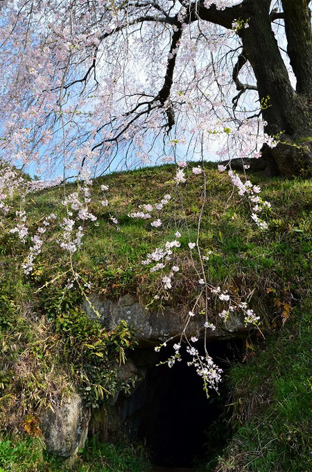石塚桜