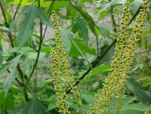 20150913_100924 (500x376).jpg