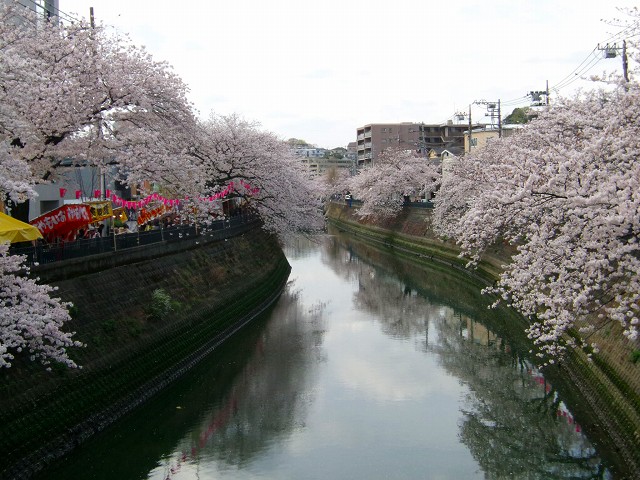 大岡川桜.jpg