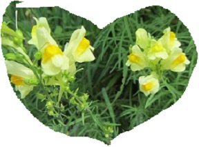 花５.jpg