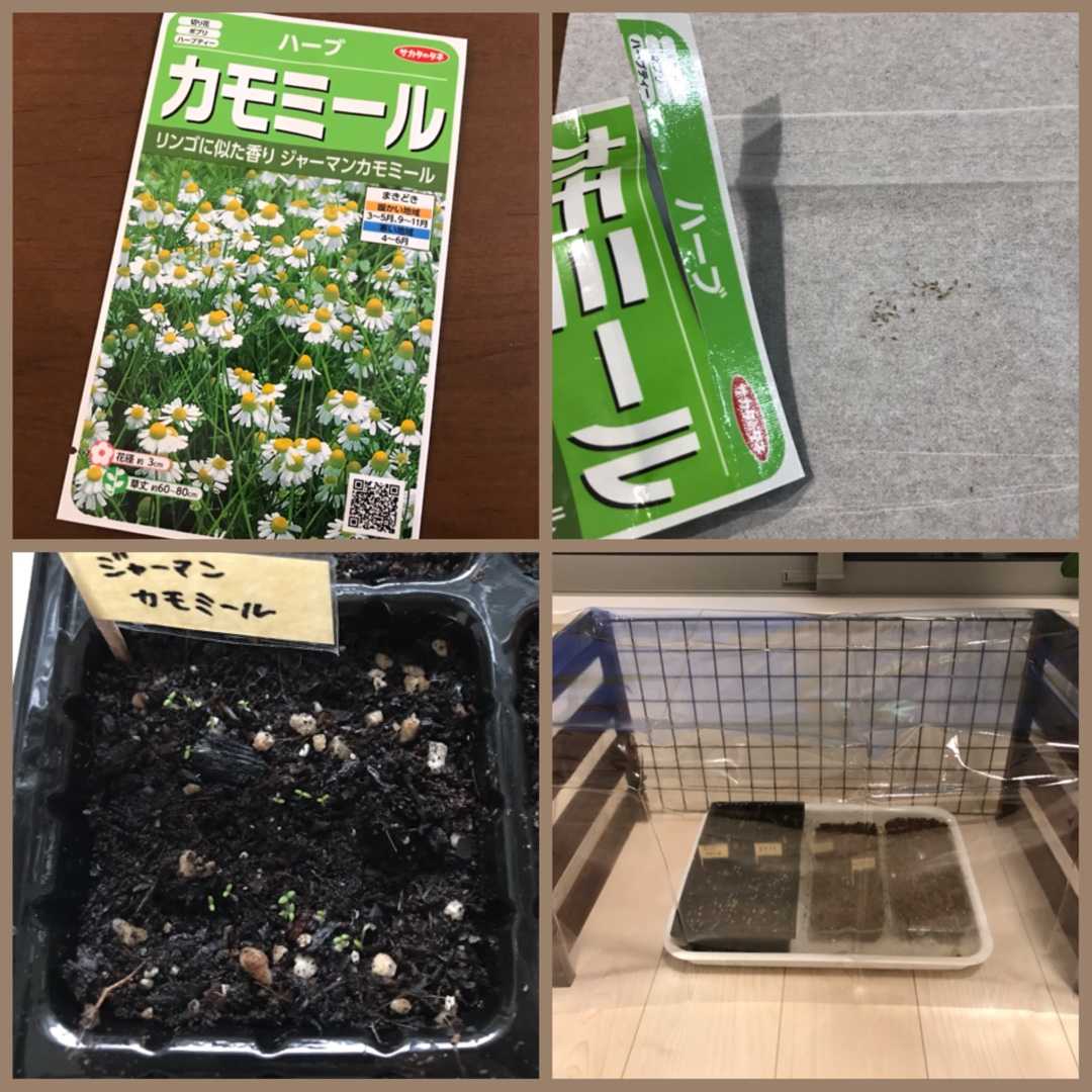 成長記録 種から育てるジャーマンカモミール ガーデニングとシンプルな暮らし 楽天ブログ