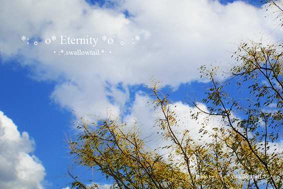 Photo by swallowtail　D.jpg