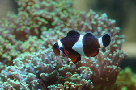 2015_0106魚ﾀﾝｸﾒｲﾄ0005.JPG