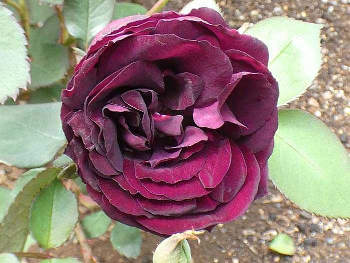 バラで小さな庭づくり バラ庭