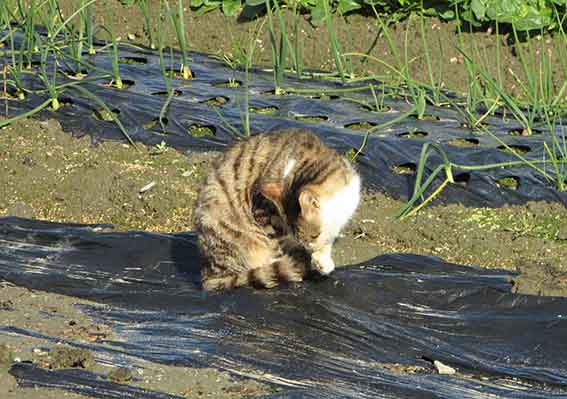 我が家のニャンコ♪2016/2/01-03