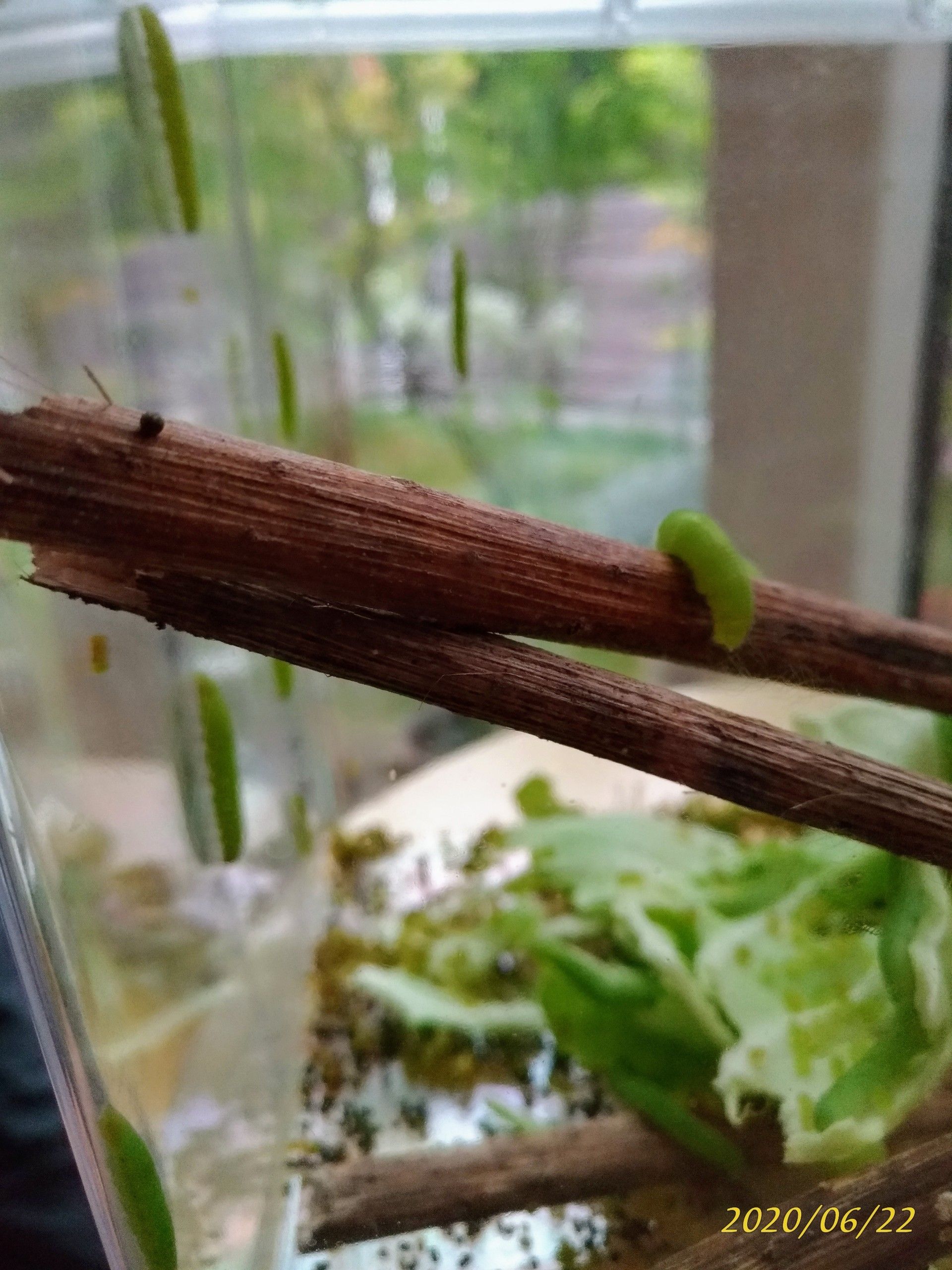 モンシロチョウの青虫を飼育3 飼育ケースで観察 憧れの雑木のお庭をめざして Woods Garden 楽天ブログ