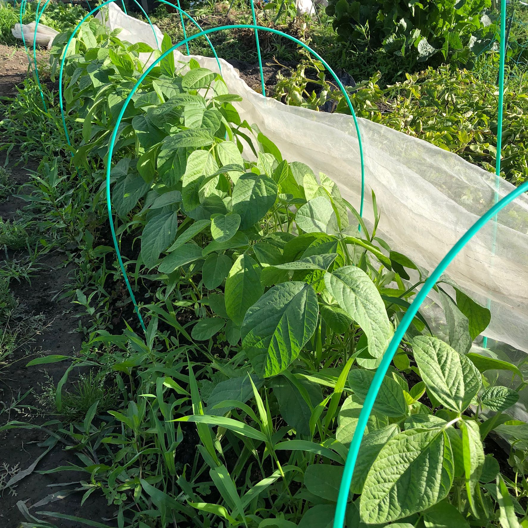 雑草退治の間に野菜のお世話も…枝豆の摘芯をしました ちょろ松の家庭菜園奮闘記 楽天ブログ