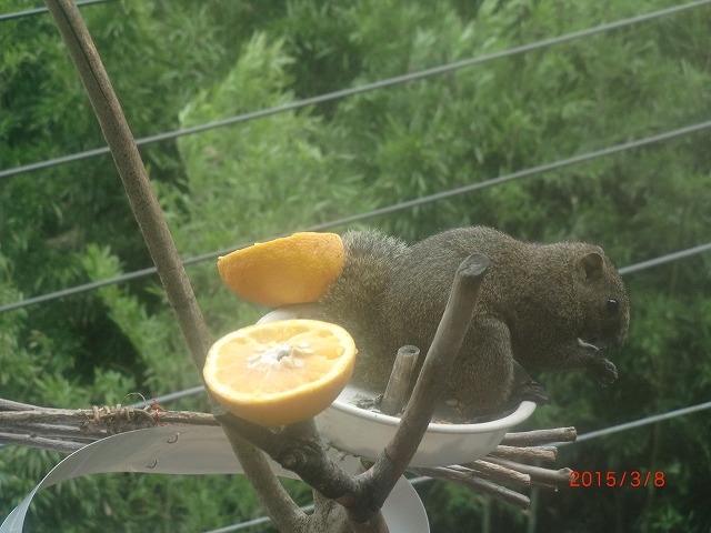 春の風景と小鳥たち 042.jpg