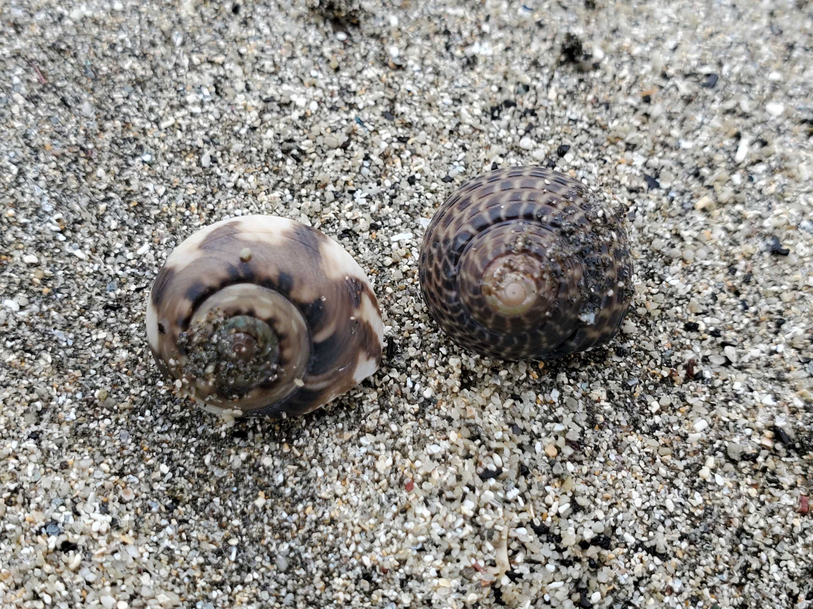 記事一覧 魚と日常ブログ 楽天ブログ