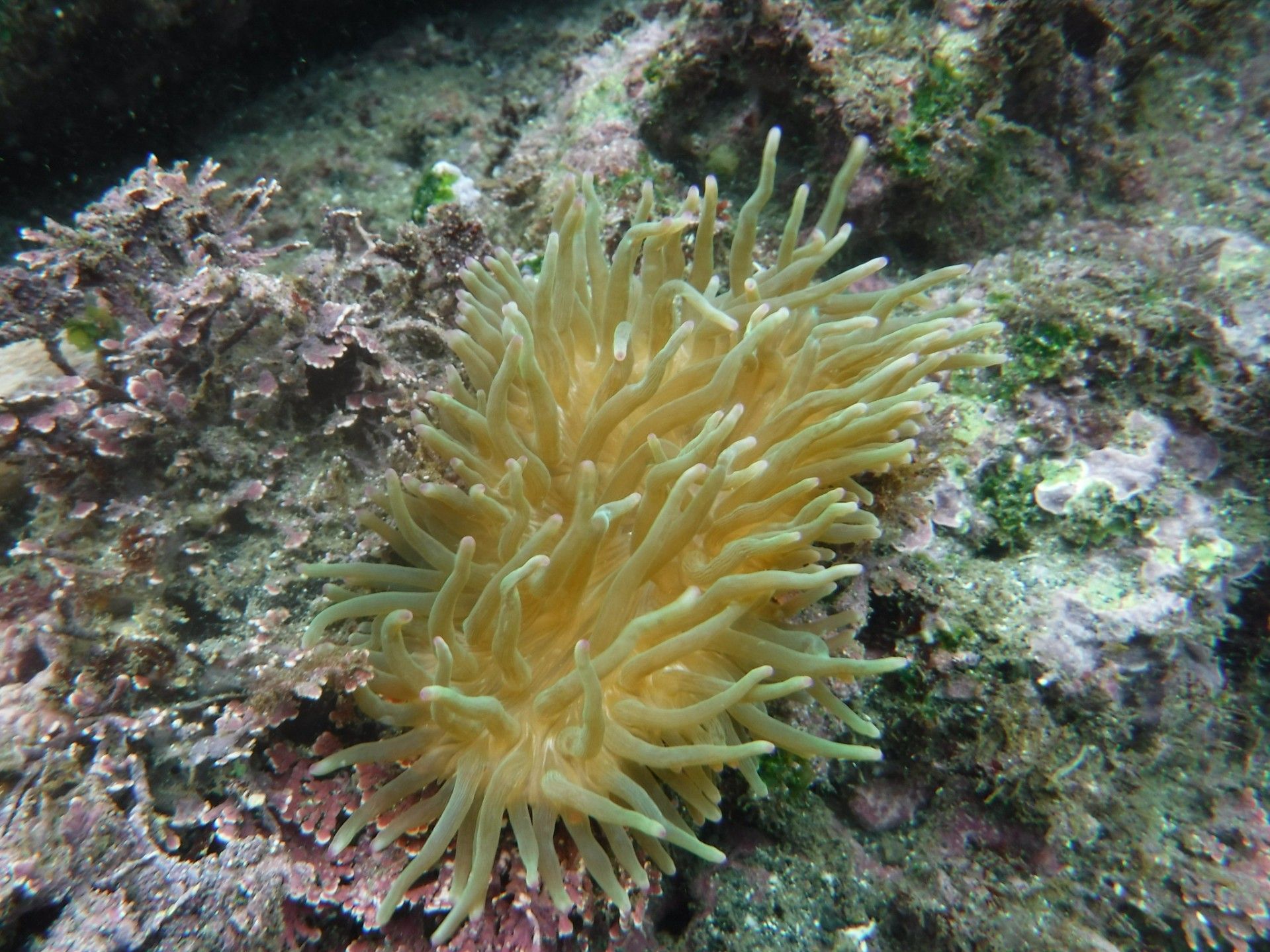 魚採り 魚と日常ブログ 楽天ブログ