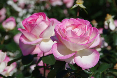 生田緑地ばら苑の秋薔薇