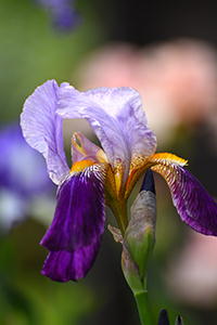 ジャーマンアイリス