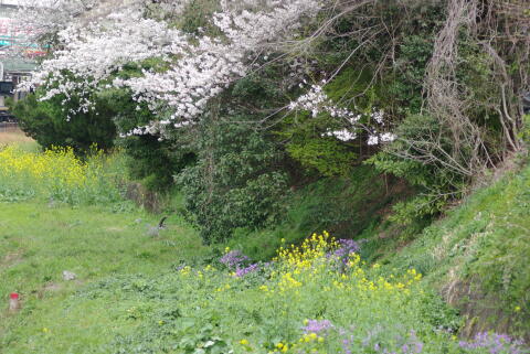 外濠公園の桜