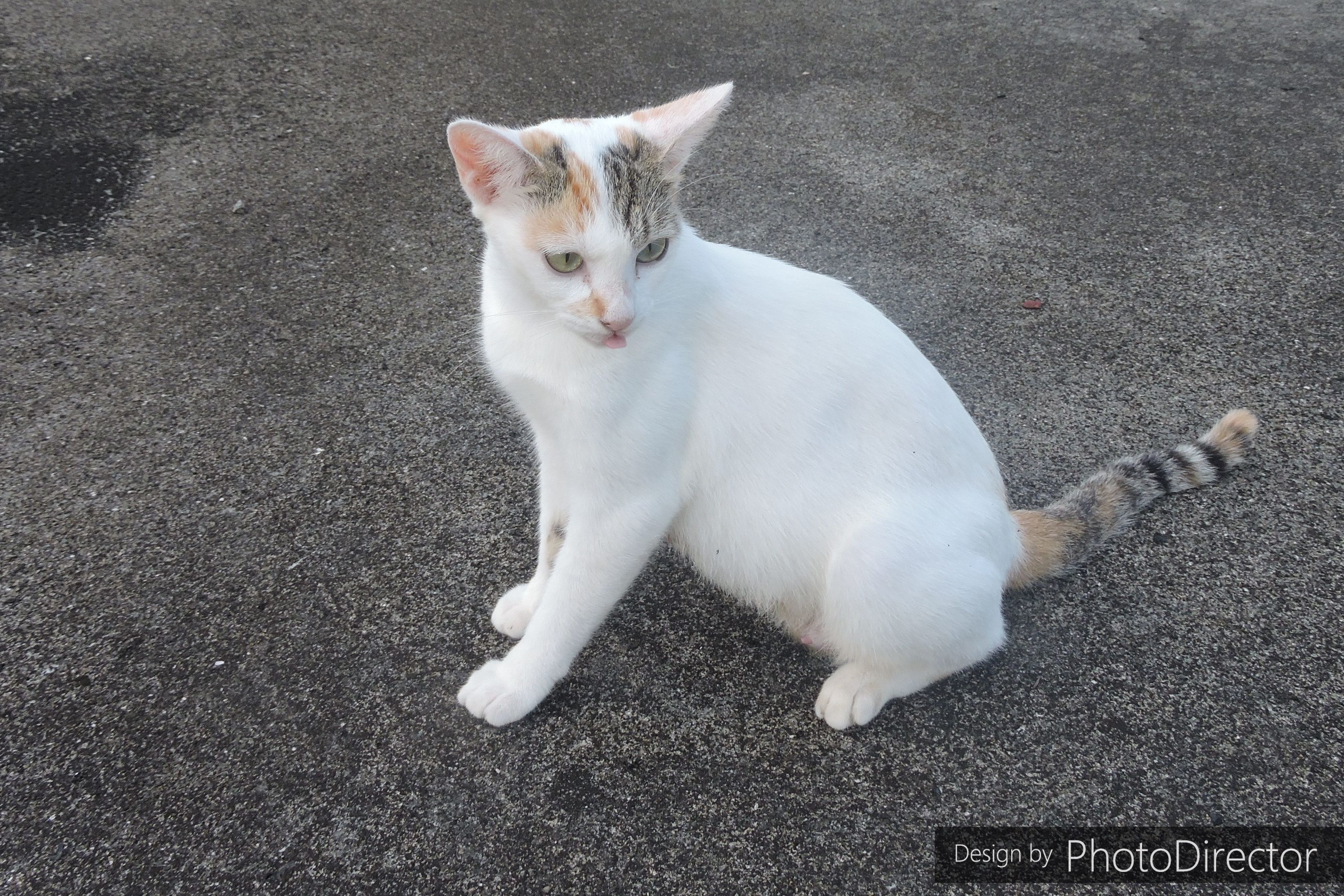 5ページ目の カテゴリ未分類 ねこログ 楽天ブログ