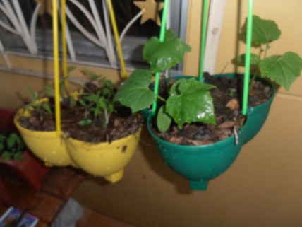 sP1010004.JPG