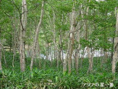 20160706 草津温泉 野反湖14