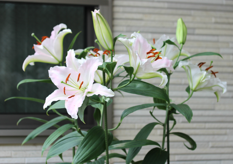 我が家の花達 クレマチス 白馬 とユリ カサブランカ 花の色が変わった 暇な日常も結構ふぁに 楽天ブログ