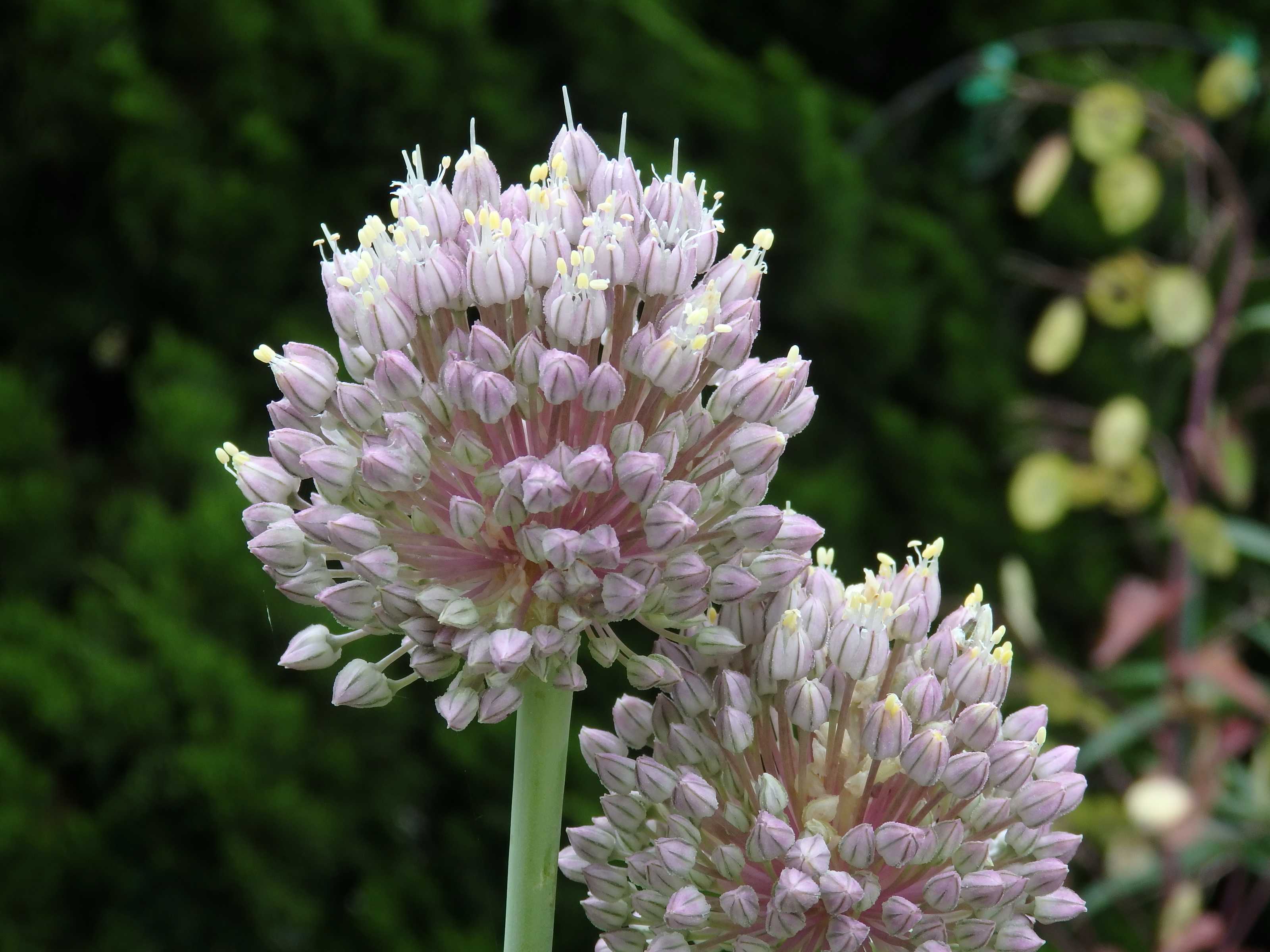 6月の花 Kimi Teaの花日記 楽天ブログ