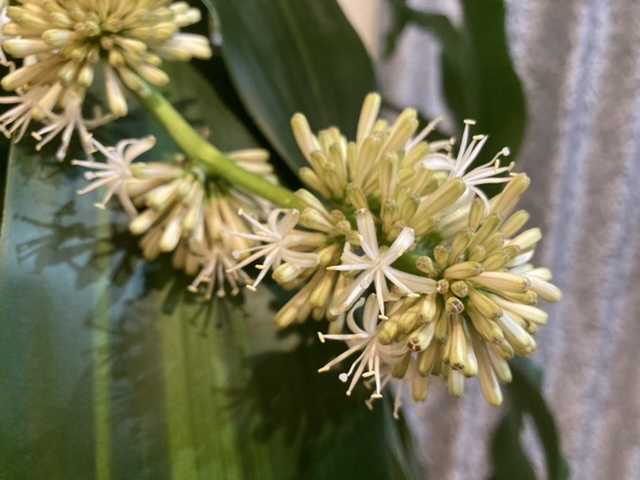 幸福の木が開花 サステナブルな庭をめざして 楽天ブログ