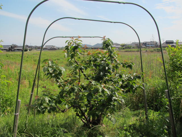 さくらんぼの間引き剪定