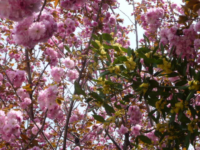 227 八重桜と月桂樹