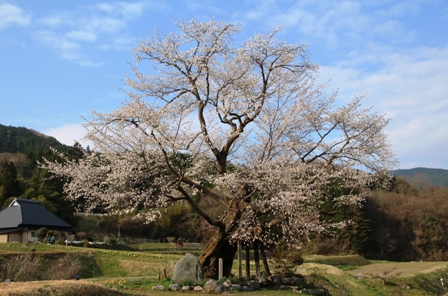 尾所大桜