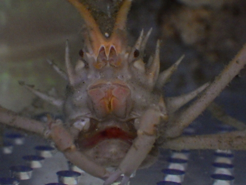 ハリツノガニ（Rochinia pulchra）26　深海性カニの飼育