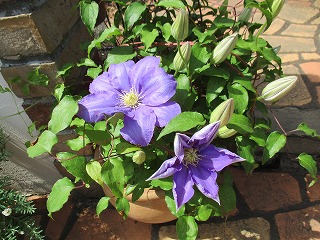 IMG_0421ss.jpg
