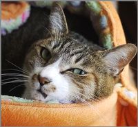 この顔が気になったらクリック！