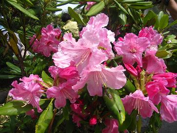 IMG_3552f.JPG