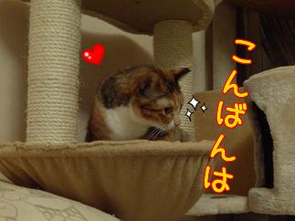 こんばんは福.JPG