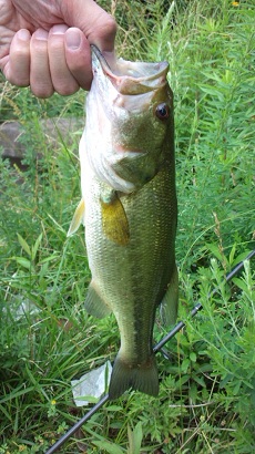 6月26日 グランドシグレ（31センチ）.JPG