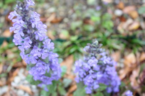 2015042903.JPG