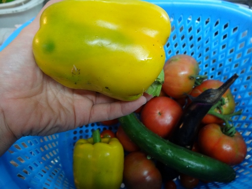 DSC05896 (500x375).jpg